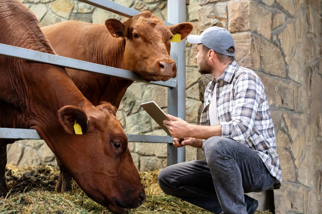 Landwirt mit Tablet kontrolliert Kühe am Fressgitter im Stall
