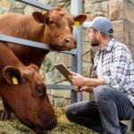 Landwirt mit Tablet kontrolliert Kühe am Fressgitter im Stall