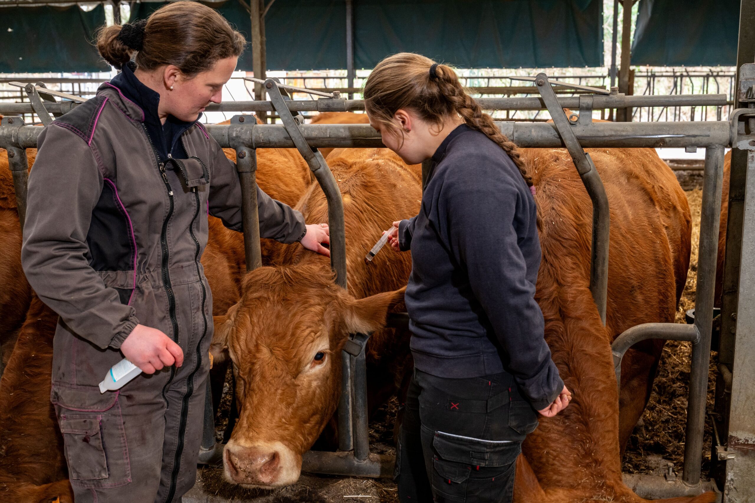 Landwirtinnen kümmern sich um Kühe am Fressgitter