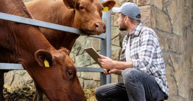 Landwirt mit Tablet kontrolliert Kühe am Fressgitter im Stall