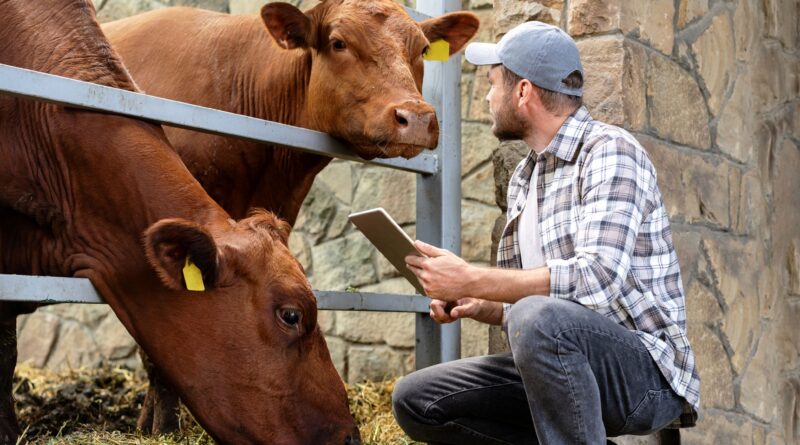 Landwirt mit Tablet kontrolliert Kühe am Fressgitter im Stall