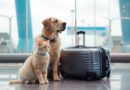 Katze und Hund mit einem Koffer auf dem Flughafen.